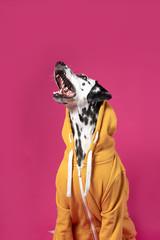 Dalmatian dog in yellow sport jacket sitting on a pink background. Dog with open mouth. Funny muzzle. Copy space