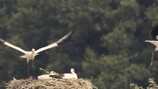 white storks in springtime