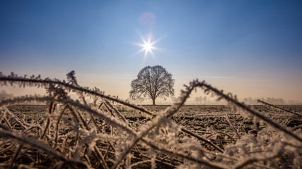 oszroniona trawa w świetle słońca