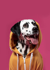 Dalmatian dog in yellow sport jacket sitting on pink background. Funny muzzle. Copy space