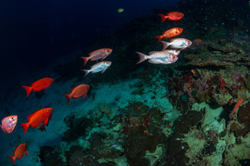 Colorful tropical fish swimming around a coral reef in Asia