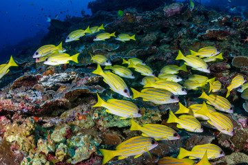 Fototapeta na wymiar Colorful Bluestripe Snapper on a tropical coral reef in the Andaman Sea