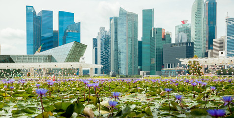 Lotus on the background of skyscrapers in Singapore panorama