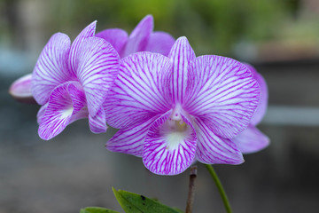 Pink dendrobium orchids are dendrobium orchids in this genus have roots that creep over the surface of trees or rocks, rarely having their roots in soil.