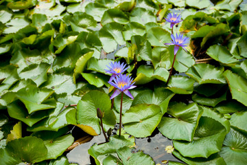 blue Lotus in the pond