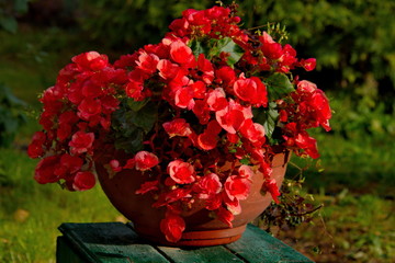 Ornamental plant. Begonia Elatior (Elatior Borias).