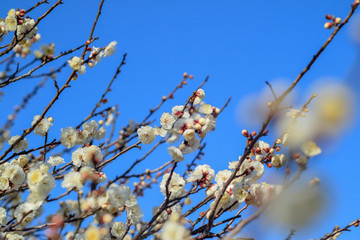 梅の花と青空