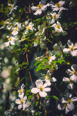 Clematis Covering a Gate in a Park in Glasgow, Scotland