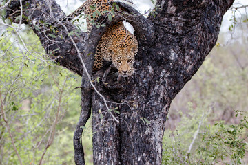 Leopard coming out a tree in Sabi Sands Game Reserve in South Africa