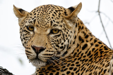 Portrait of a young male leopard in Sabi Sands Game Reserve in South Africa