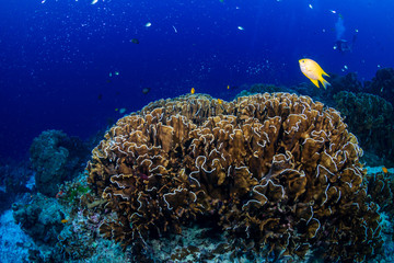 Fototapeta na wymiar Hard Coral on a beautiful tropical reef in the Andaman Sea