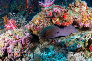 Fototapeta premium Giant Moray Eel (Gymnothorax javanicus) in a hole in a tropical coral reef
