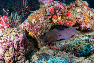 Fototapeta na wymiar Giant Moray Eel (Gymnothorax javanicus) in a hole in a tropical coral reef