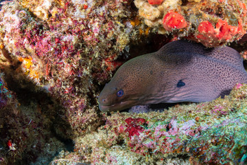 Giant Moray Eel (Gymnothorax javanicus) in a hole in a tropical coral reef