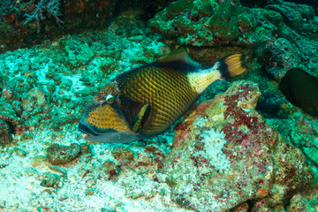 Large Titan Triggerfish (Balistoides viridescens) feeding on a tropical coral reef
