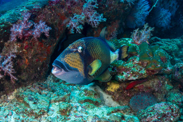 Fototapeta na wymiar Large Titan Triggerfish (Balistoides viridescens) feeding on a tropical coral reef