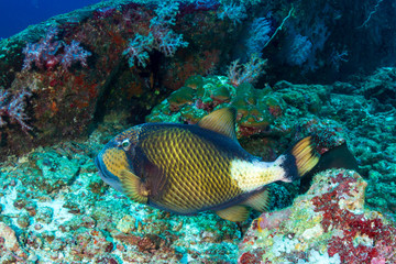 Fototapeta na wymiar Large Titan Triggerfish (Balistoides viridescens) feeding on a tropical coral reef
