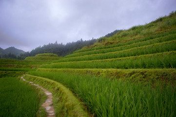 Rice Terraces Paddy field and path Longsheng China