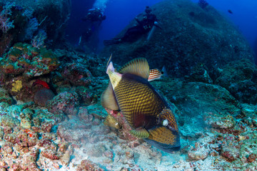 Naklejka na ściany i meble Large Titan Triggerfish (Balistoides viridescens) feeding on a tropical coral reef