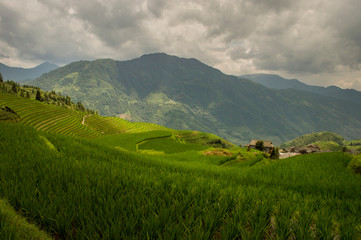Fototapeta na wymiar Rice Terraces Paddy field cottages Longsheng China