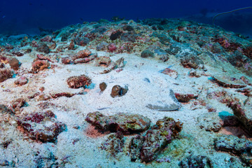 Kuhl's Stingray hiding in the sand on a coral reef