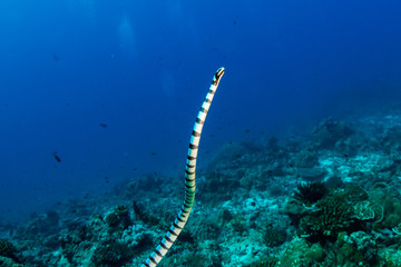 A banded Seasnake (Krait) swimming on a tropical coral reef