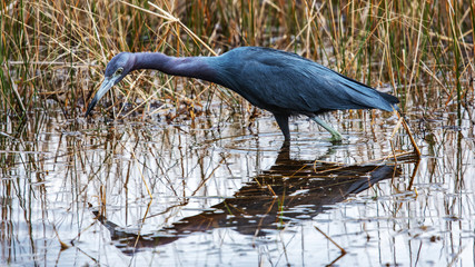 Little blue heron along the nature trail!