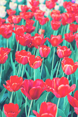 Field, flower bed with pink tulips