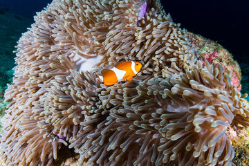 Naklejka premium A beautiful family of False Clownfish (Amphiprion ocellaris) in their home anemone on a tropical coral reef