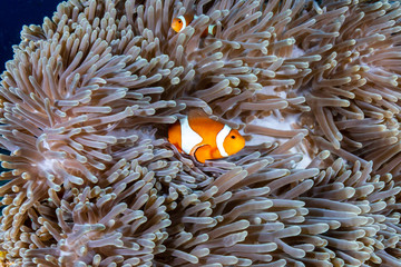 A beautiful family of False Clownfish (Amphiprion ocellaris) in their home anemone on a tropical...