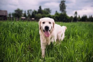 Poster Happy and active golden retriever dog in a field in spring. © Volha Krayeva