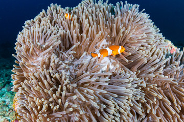 Naklejka na ściany i meble A beautiful family of False Clownfish (Amphiprion ocellaris) in their home anemone on a tropical coral reef
