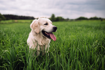 Happy golden retriever dog in a field in spring.
