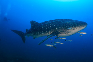 A huge Whale Shark (Rhincodon typus) in a clear, blue tropical ocean (Koh Bon, Similan Islands, Thailand)