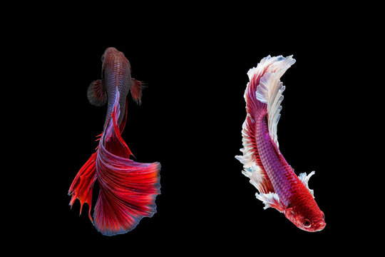 Two betta fish