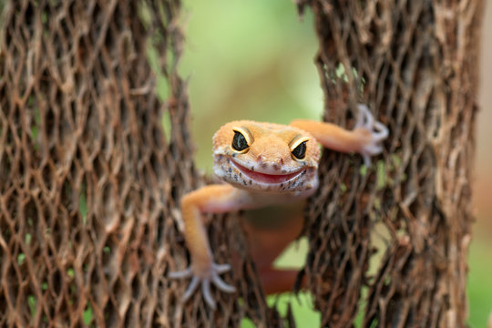 Portrait Of Common Leopard Gecko