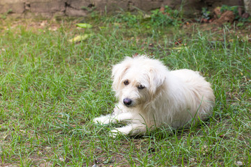 Close up portrait of a stray dog on side walk,vagrant dog