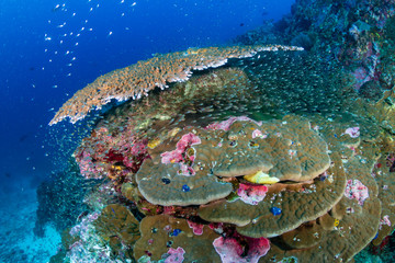 Naklejka na ściany i meble A vibrant, colorful tropical coral reef in the Andaman Sea