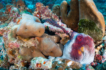 A pair of Mating Octopus on a tropical coral reef
