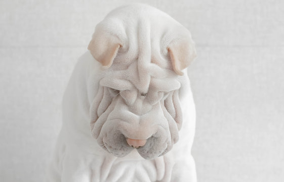 Portrait of a Shar-pei puppy dog looking down