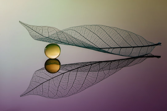 Water droplet with a leaf