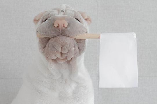 Shar-pei with white flag