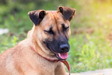 Close up portrait of a stray dog on side walk,vagrant dog