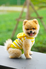 pomeranian puppy dog