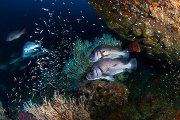 Fototapeta na wymiar Sweetlips and Trevally on a tropical coral reef
