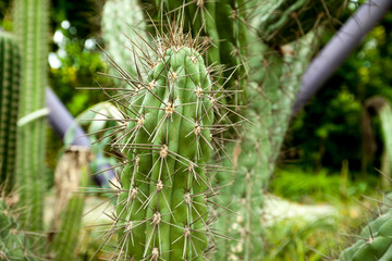 Large spines of cactus