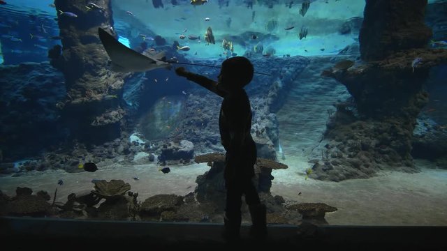 marine animals in zoo, silhouette of kid boy examines fish and stingrays in big oceanarium with undersea world in clear blue water