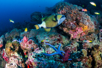 Naklejka na ściany i meble Titan Triggerfish on a tropical coral reef