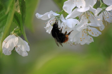 bumblebee