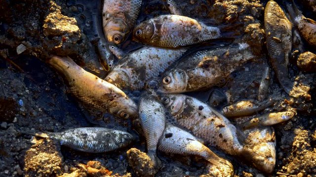 Little fish dying on dry land